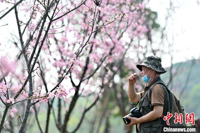 樱花绽放吸引摄影爱好者。　俞靖 摄